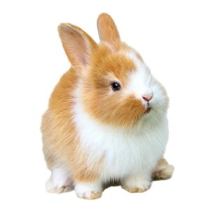 กระต่ายพันธุ์ Leporidae